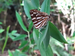 Dodona formosana