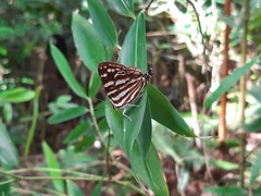 Dodona formosana