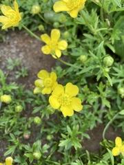 Ranunculus formosa-montanus