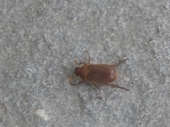 Amphimallon assimile