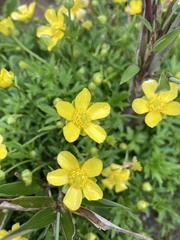 Ranunculus formosa-montanus