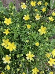 Ranunculus formosa-montanus