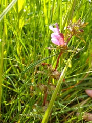 Pedicularis palustris