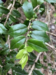 Ilex bioritsensis