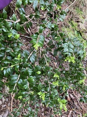 Ilex bioritsensis