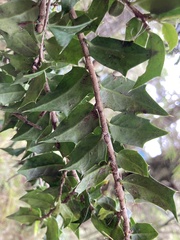 Ilex bioritsensis