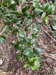 Ilex bioritsensis