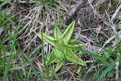 Pinguicula alpina