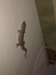 Hemidactylus angulatus