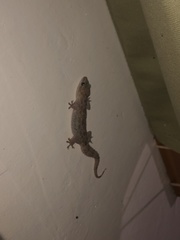 Hemidactylus angulatus