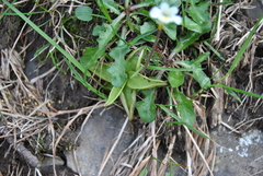 Pinguicula alpina