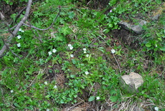Pinguicula alpina