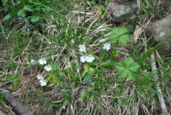 Pinguicula alpina