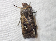 Proteuxoa bistrigula