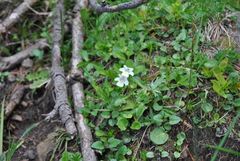 Pinguicula alpina