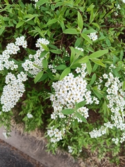 Spiraea