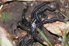 Hadronyche alpina