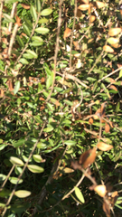 Ligustrum quihoui