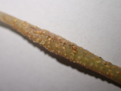 Puccinia komarovii