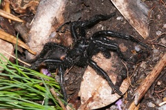 Hadronyche alpina