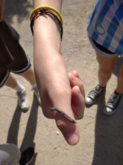 Ommatoiulus rutilans