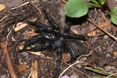 Hadronyche alpina