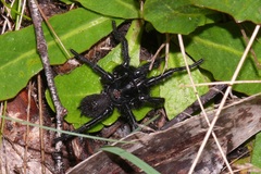 Hadronyche alpina