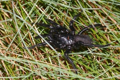Hadronyche alpina