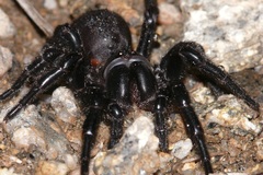 Hadronyche alpina