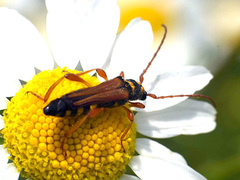 Stenopterus flavicornis