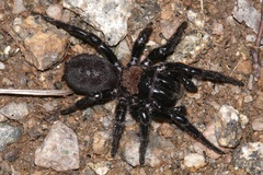 Hadronyche alpina
