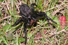Hadronyche alpina