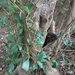 Black Ironwood - Photo (c) nomndeni, some rights reserved (CC BY-NC-ND), uploaded by nomndeni