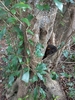 Black Ironwood - Photo (c) nomndeni, some rights reserved (CC BY-NC-ND), uploaded by nomndeni