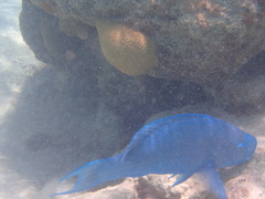 Scarus coeruleus