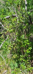 Rhododendron ledebourii