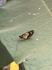 Acraea acerata