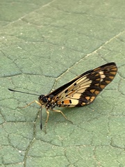 Acraea acerata