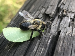 Megachile nigriventris