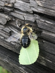 Megachile nigriventris