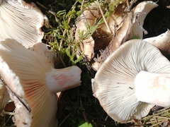 Russula adusta