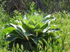 Verbascum pulverulentum