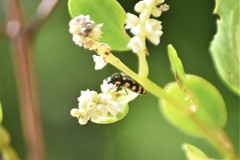 Acmaeodera xanthosticta