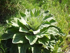 Verbascum pulverulentum