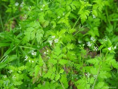 Chaerophyllum temulum
