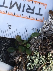 Cardamine bellidifolia