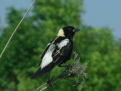 Dolichonyx oryzivorus