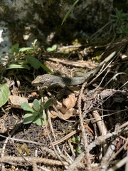 Dinarolacerta mosorensis