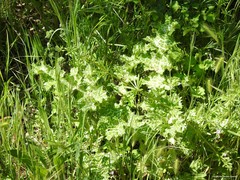 Galium aparine