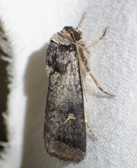 Proteuxoa restituta